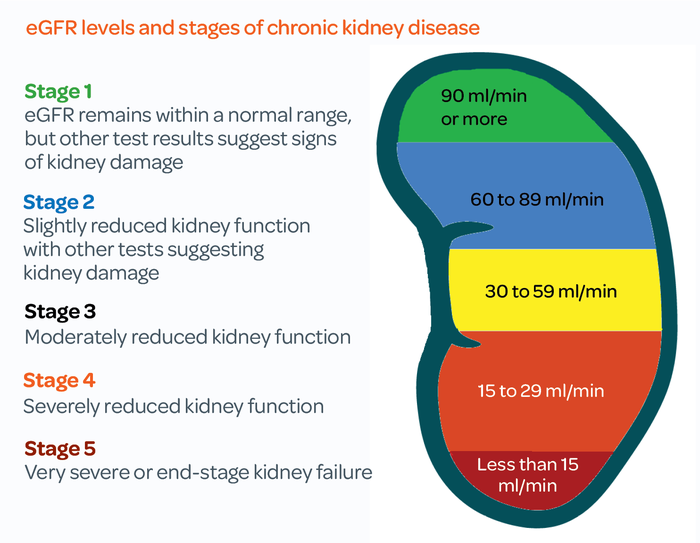 Diagram of Kidney