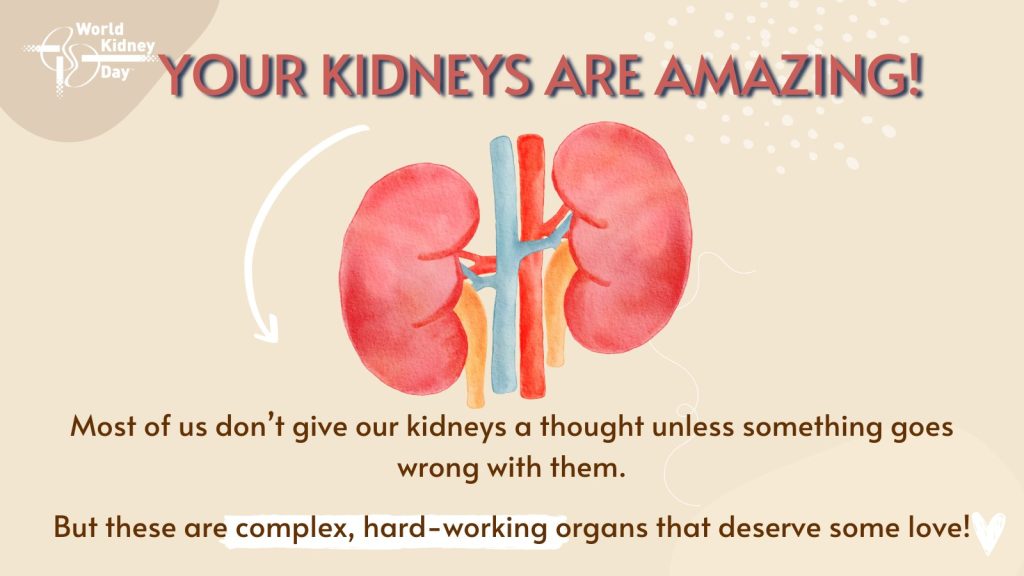 Kidneys are amazing